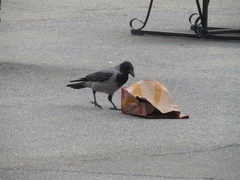 Corvus cornix