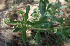 Lippia rehmannii