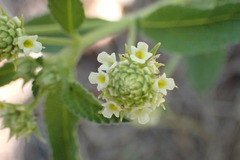 Lippia rehmannii