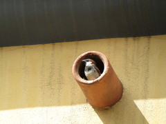 Passer hispaniolensis