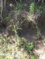 Nemesia leipoldtii