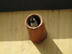 Passer hispaniolensis