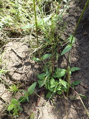 Nemesia leipoldtii