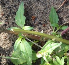 Nemesia leipoldtii