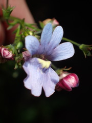 Nemesia leipoldtii