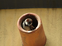 Passer hispaniolensis