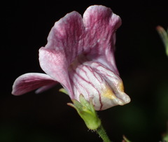 Nemesia leipoldtii