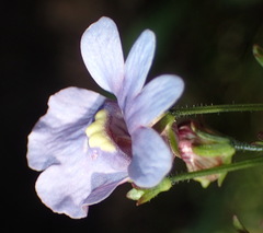Nemesia leipoldtii