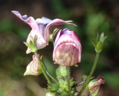 Nemesia leipoldtii