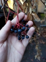 Parthenocissus inserta