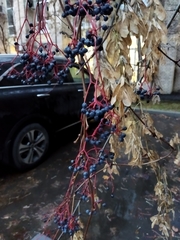 Parthenocissus inserta