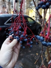 Parthenocissus inserta