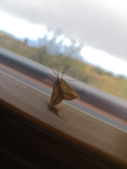 Aspitates collinaria