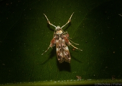 Persicoptila oenosceles