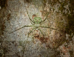 Tamopsis tweedensis