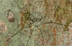 Tamopsis tweedensis