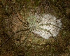 Tamopsis tweedensis