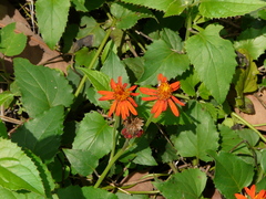 Pseudogynoxys chenopodioides