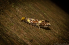 Monopis chrysogramma