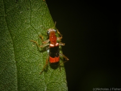 Lemidia
