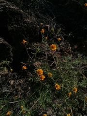 Melampodium linearilobum