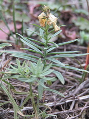 Linaria vulgaris
