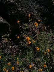 Melampodium linearilobum