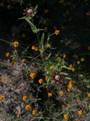 Zinnia peruviana