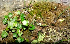 Lobelia ardisiandroides