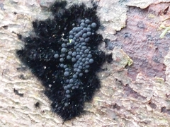 Chaetosphaerella phaeostroma