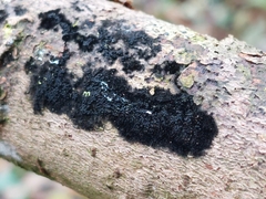Chaetosphaerella phaeostroma