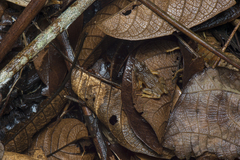 Ingerophrynus divergens