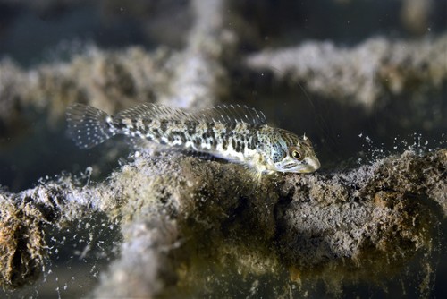 Freshwater blenny (Salaria fluviatilis) — Blenniidae — 5