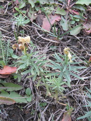 Linaria vulgaris