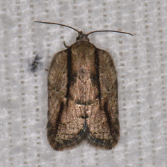 Acleris youngana