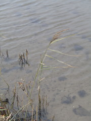Phragmites australis
