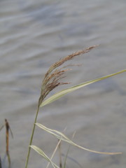 Phragmites australis