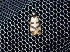 Eulechria sigmophora