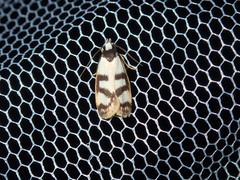 Eulechria sigmophora