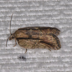 Acleris youngana