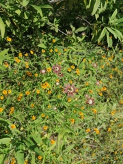 Zinnia peruviana