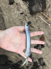 Hemiramphus saltator