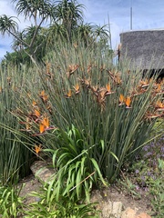 Strelitzia juncea