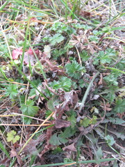Potentilla argentea