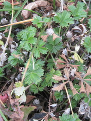Potentilla argentea