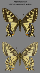 Papilio machaon aliaska