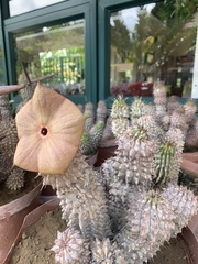 Hoodia