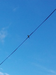 Merops orientalis ceylonicus