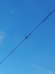 Merops orientalis ceylonicus