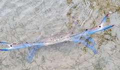 Portunus pelagicus